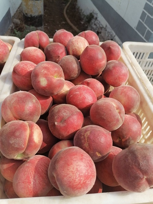 毛桃保鮮冷庫(kù).jpg 毛桃保鮮冷庫(kù).jpg