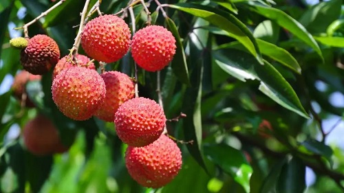 1692350518856287.jpg 荔枝.jpg