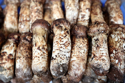 松茸保鮮.png 松茸保鮮.png