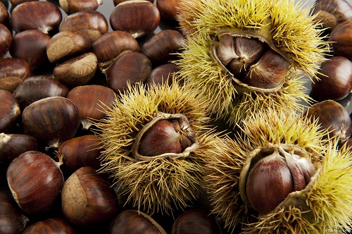 板栗冷庫儲存.jpg 板栗冷庫儲存.jpg